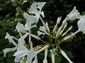 Large-Flower Frangipani Vine
